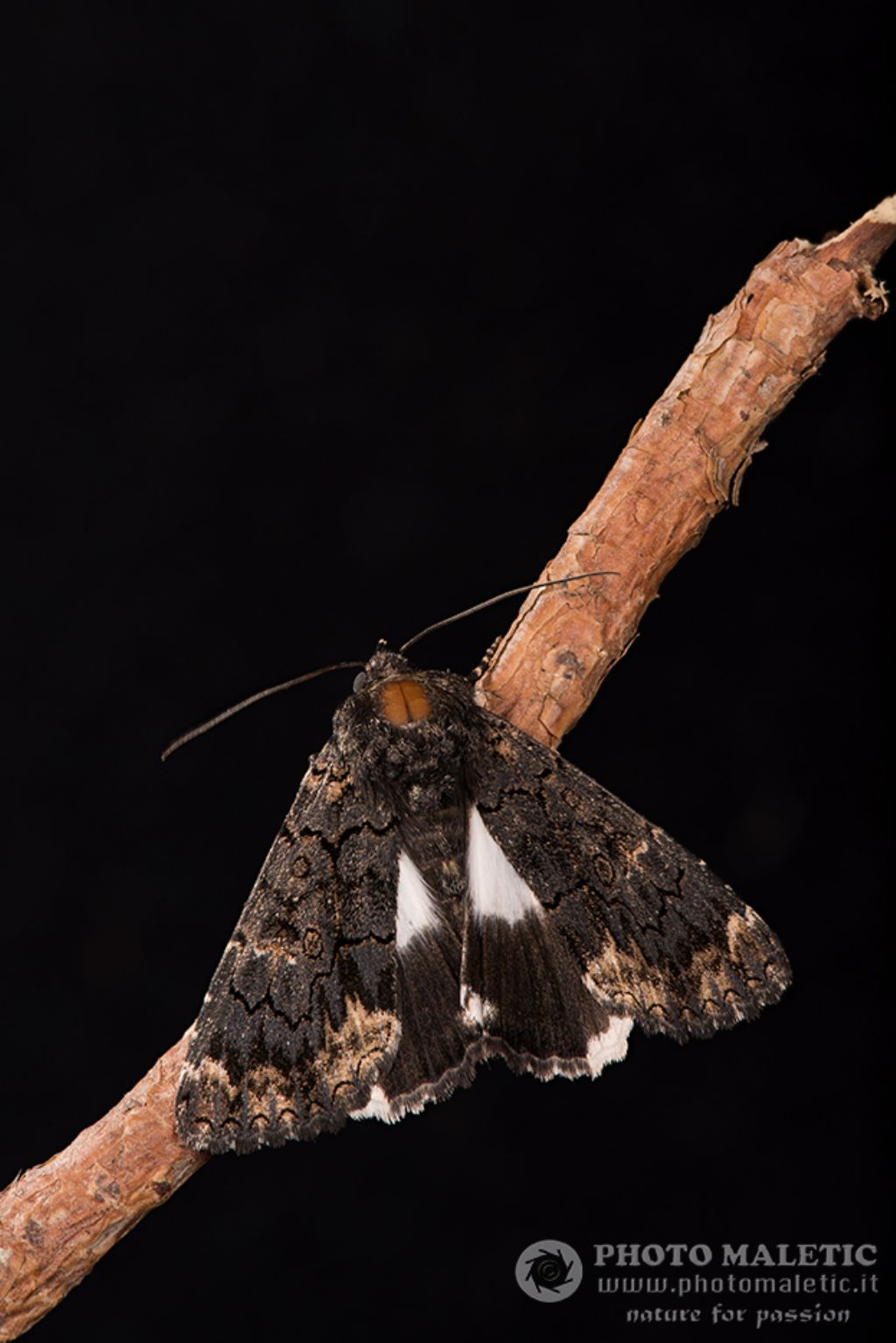 Falena da ID